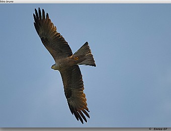 Animali 071